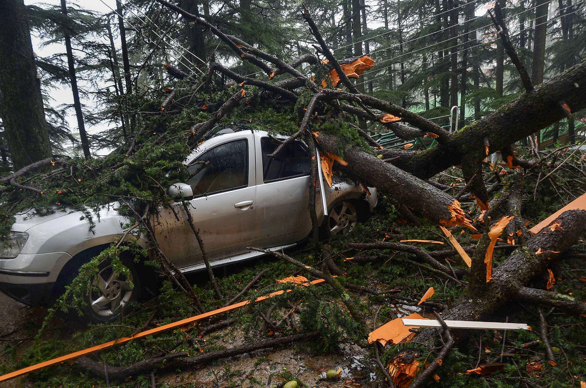 A tree fell on a car following heavy monsoon rain, in Shimla  (PTI Photo) 