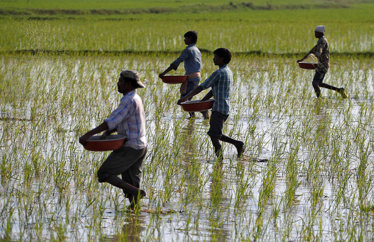 farmers fertilse the land