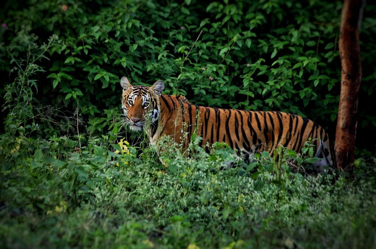 In 1900, more than 100,000 tigers were estimated to roam the planet. But that fell to a record low of 3,200 globally in 2010.