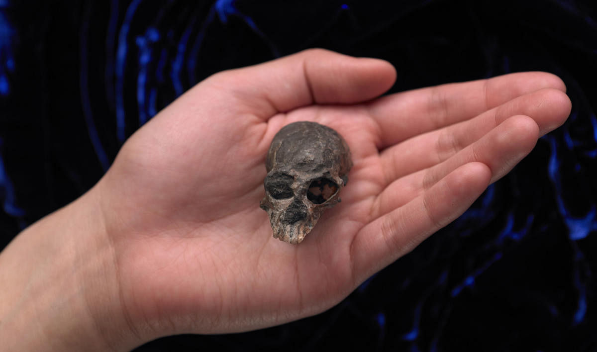 The remains of a prehistoric primate that lived high in the Andes mountains 20 million years ago and was so small it could fit in your hand is helping scientists learn more about how human brains evolved. (AFP Photo)
