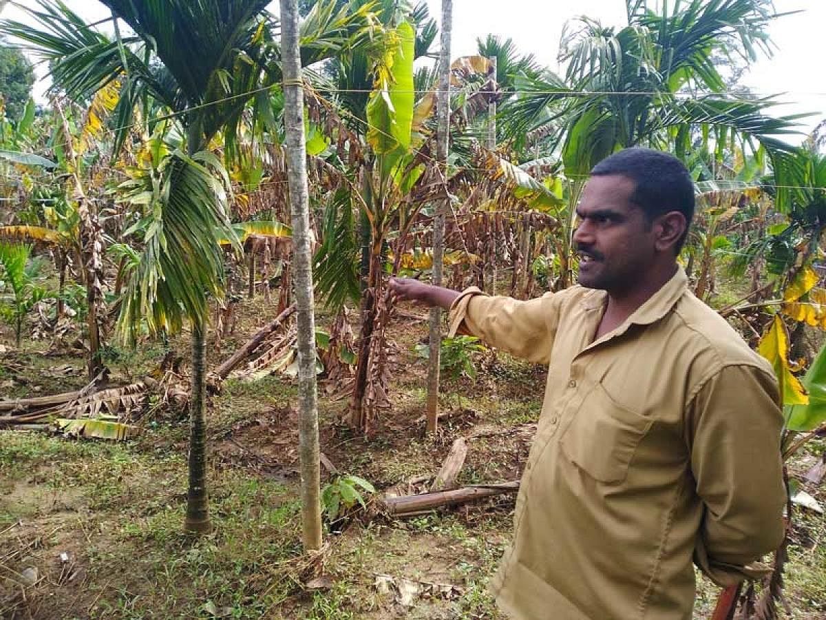 Vasudevan at the plantain farm damaged in the floods.