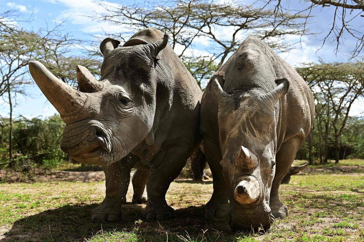 World's last female pair of Northern White Rhinoceros, Najin (L) with her daughter Fatu in their enclosure at Ol Pejeta Conservancy at Laikipia's county headquarters. (AFP Photo)