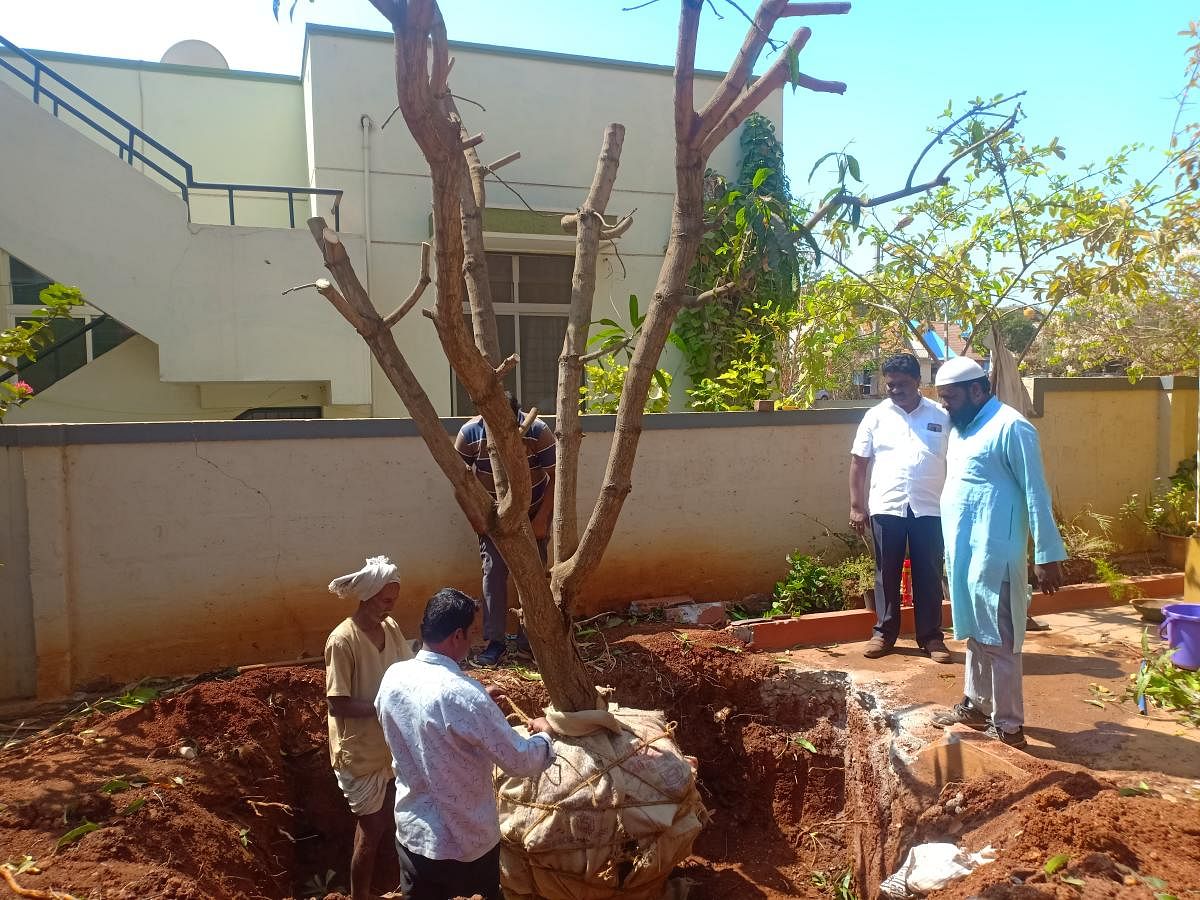 Since 2012, Aslamjahan Abbihal and his team have given a new lease of life to 155 trees (including mango, jackfruit, guava, sandalwood, teak, coconut, raintree, banana, tamarind, banyan and peepul) in Dharwad, Gadag, Bagalkot and Belagavi districts.