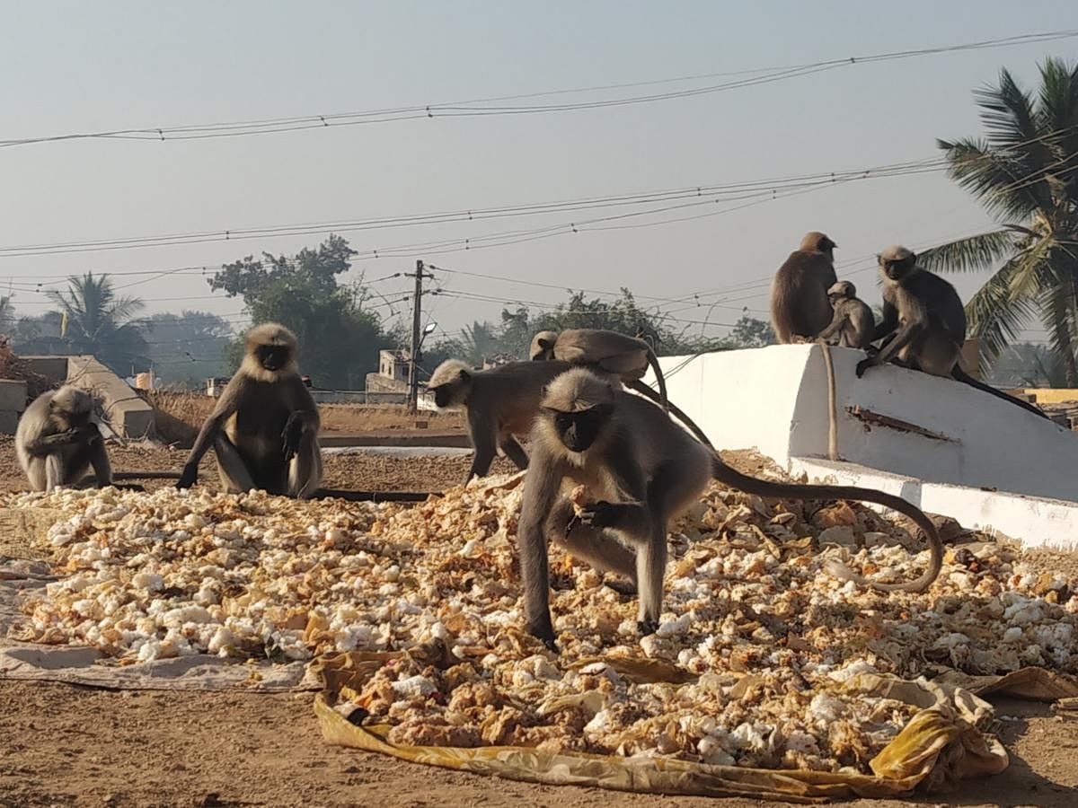 On many occasions, groups of monkeys are seen thronging the terraces only to consume the butti.