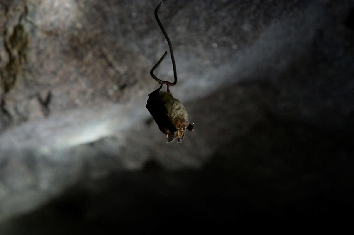 A bat hibernates on a piece of wire hanging from the ceiling of a tunnel at Steenkampskraal (SKK) rare-earth mine on July 29, 2019, about 80Km from the Western Cape town of Vanrhynsdorp. Photo by AFP