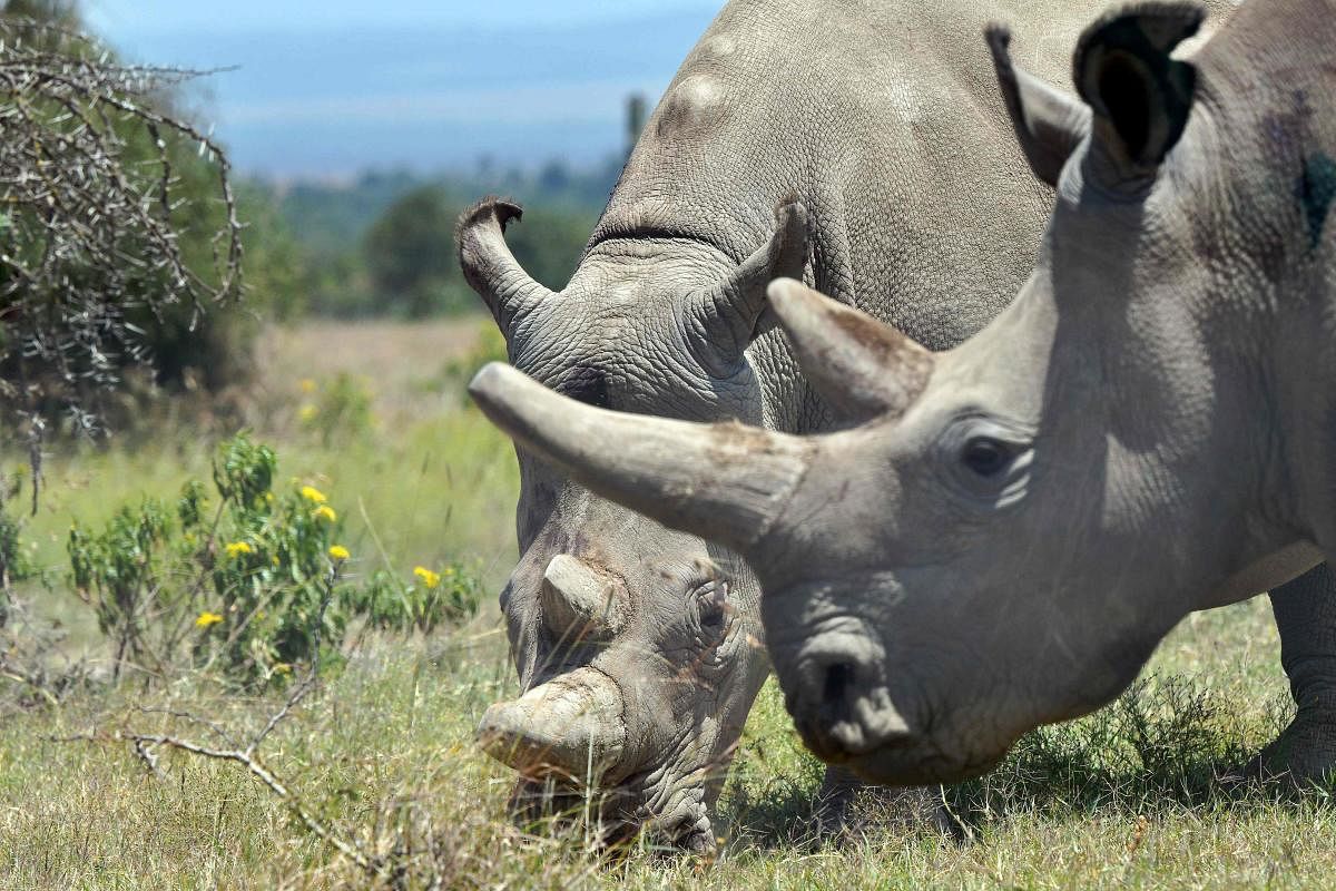 Seven eggs from the world's last two remaining northern white rhinos have been successfully fertilised artificially, reviving hopes of saving the endangered animals. (AFP Photo)