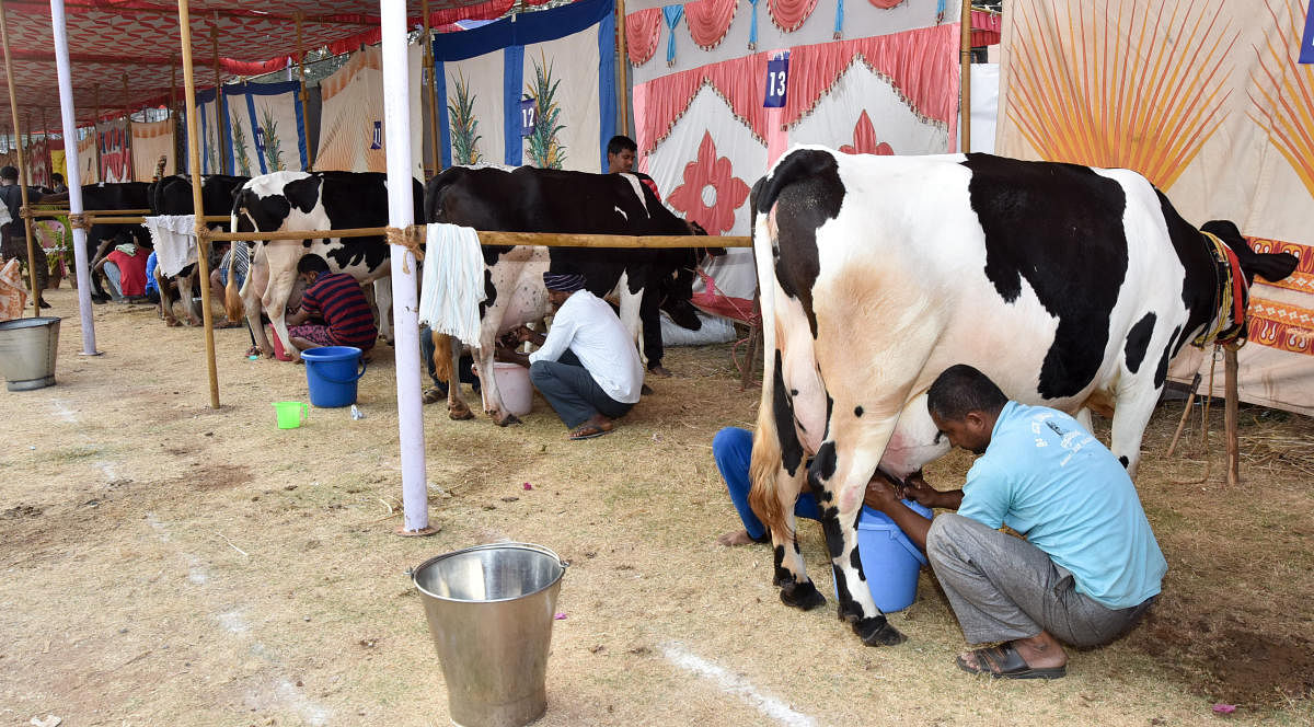 Milking of cow in dairy farm. (DH Photo)