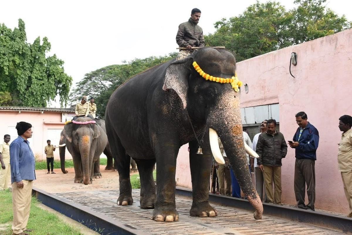The Dasara elephants, lead by Arjuna, being weighed on Dhanwantri Road, in Mysuru, on Tuesday morning. Veterinarian Dr Nagaraj is seen.