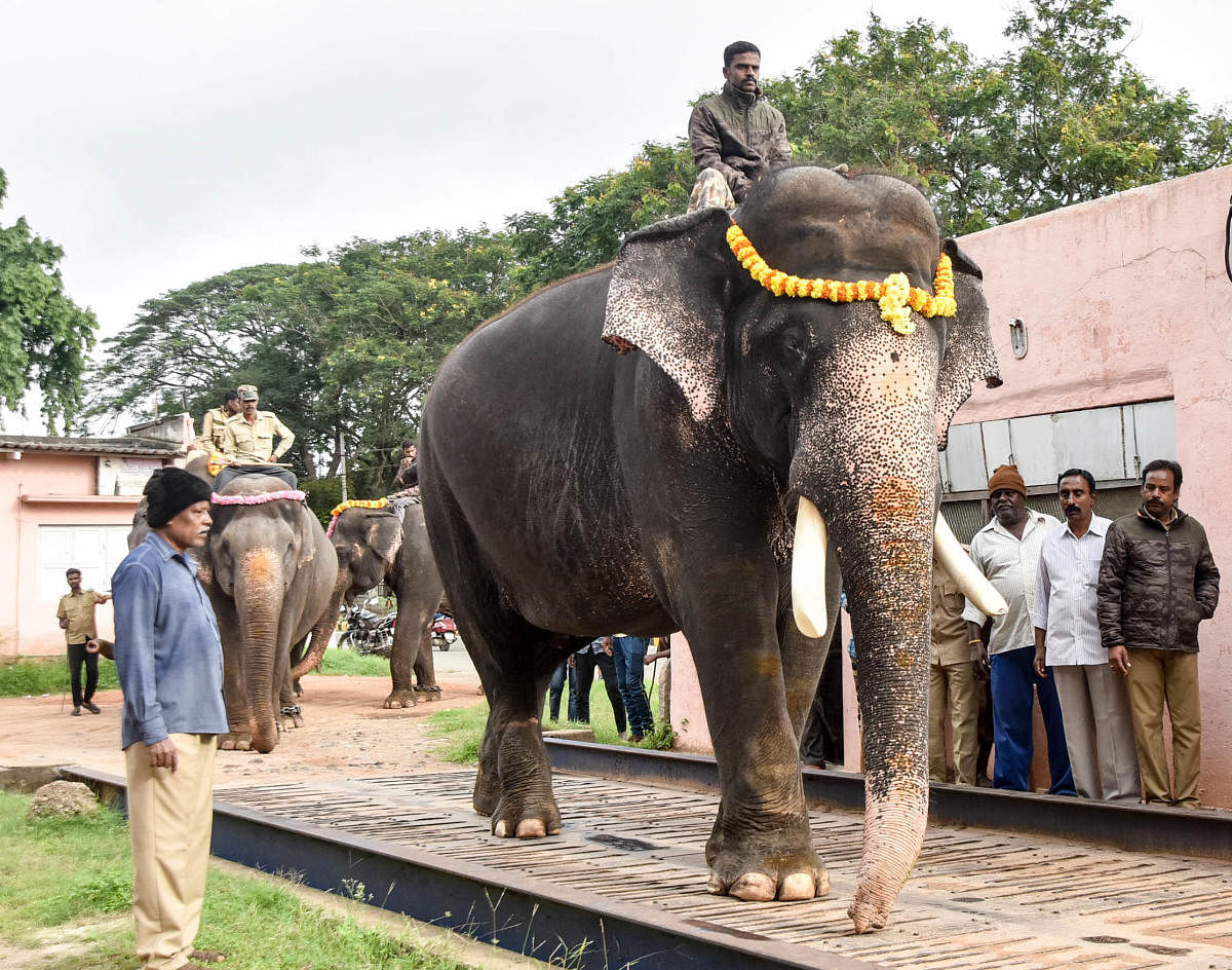 Dasara elephants, led by Arjuna, are weighed in Mysuru on Tuesday.