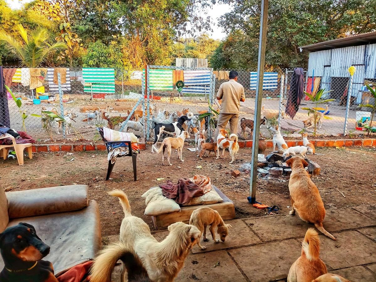 Rescued pets at a CUPA centre in Bengaluru.(PICTURE FOR REPRESENTATION ONLY)