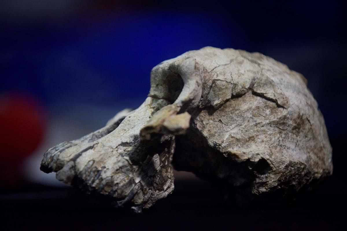 A picture taken on August 28, 2019 shows a 3.8 million-year-old skull of an early human, known as 'MRD' and belonging to the species Australopithecus anamensis, displayed during its presentation in Addis Ababa. (Photo by MICHAEL TEWELDE / AFP)