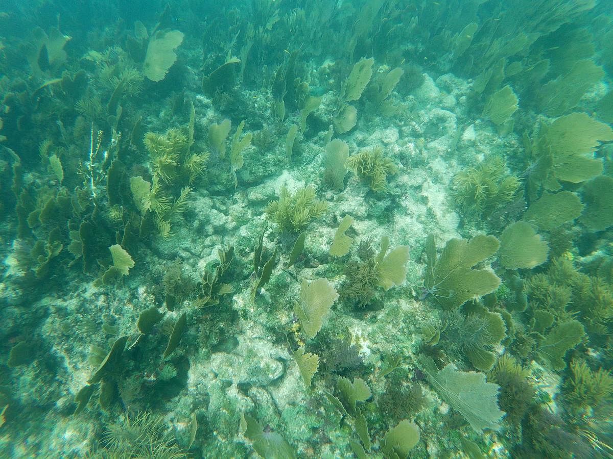 Dead and alive corals mixed with marine vegetation. (AFP Photo)