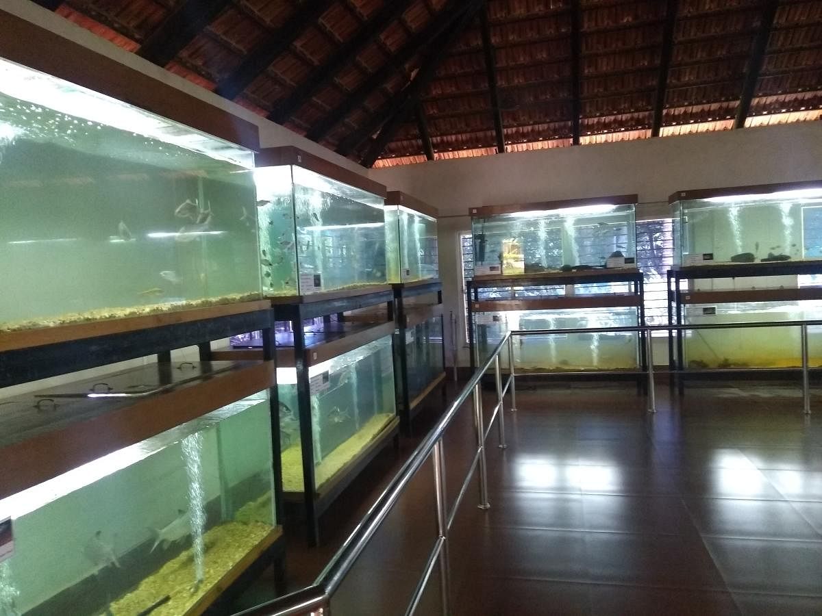 System in place Fish-breeding tanks at the Dr Shivaram Karanth Pilikula Nisarga Dhama aquarium, Mangaluru