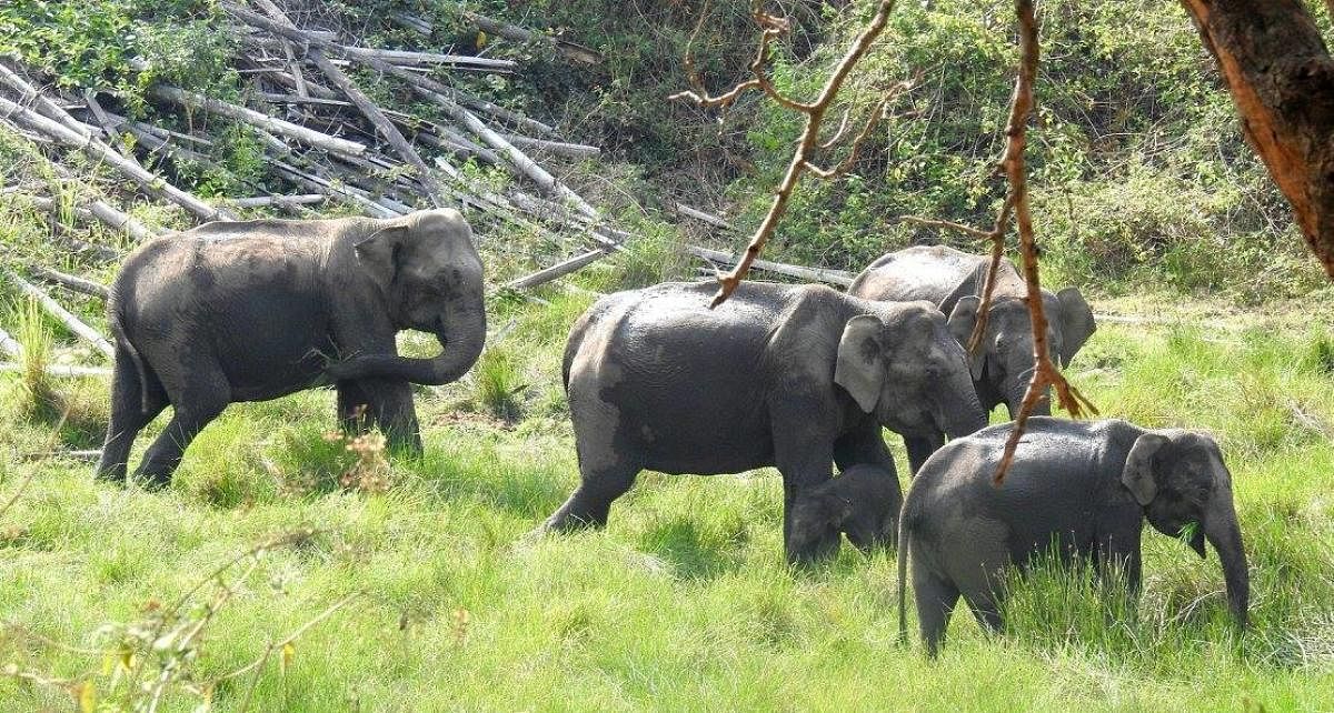 A herd of wild elephants in Nagarahole National Park.