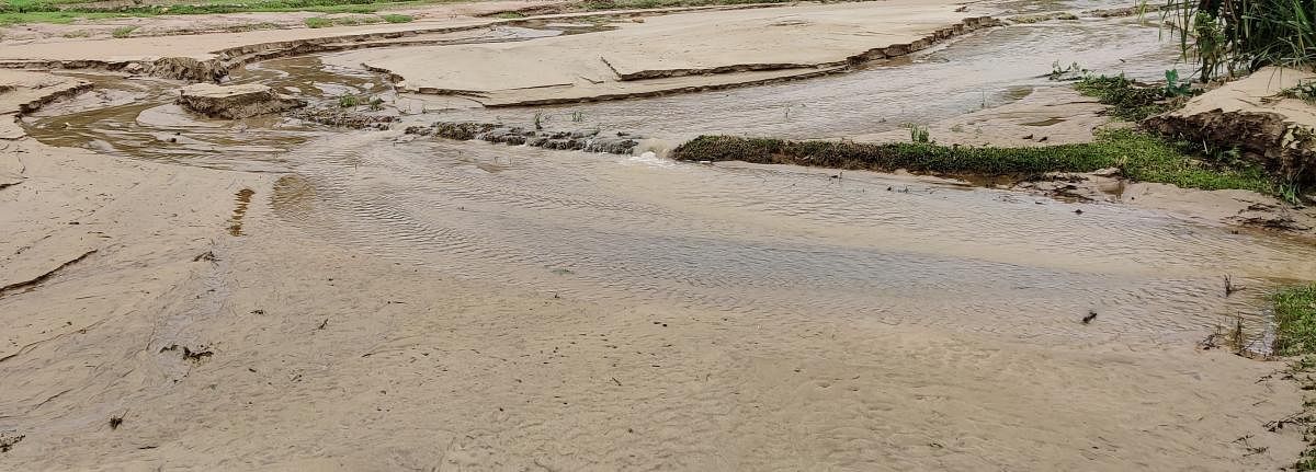 Sand accumulation in paddy fields at Karle in Kalasa taluk.