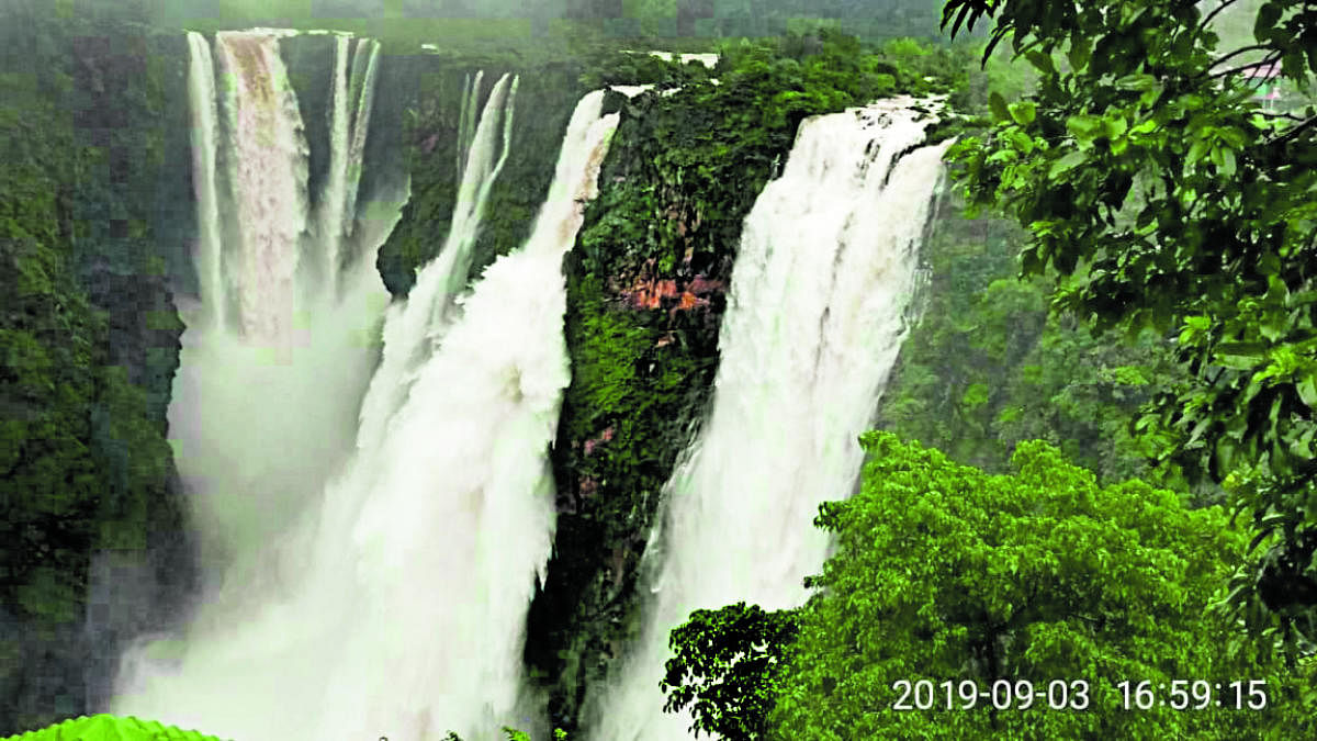 Jog Falls offers a spectacular view, following the release of water from the dam. dh photos