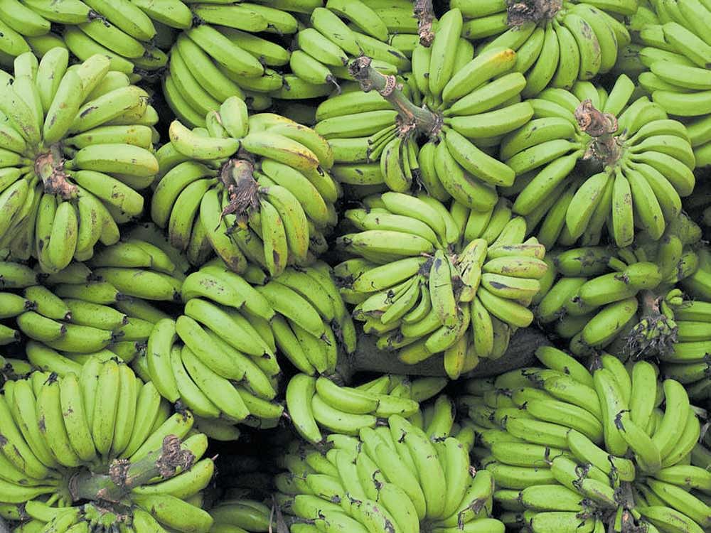 Bananas are recognised as the most important fruit crop -- providing food, nutrition and income for millions in both rural and urban areas across the globe.