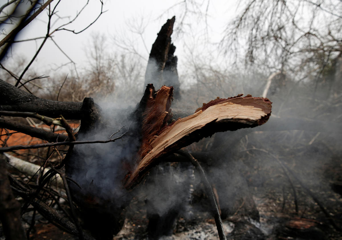 A tree trunk smoulders with smoke in the areas where wildfires have destroyed hectares of forest in Suarez Arana, Charagua, Bolivia. (Reuters Photo)