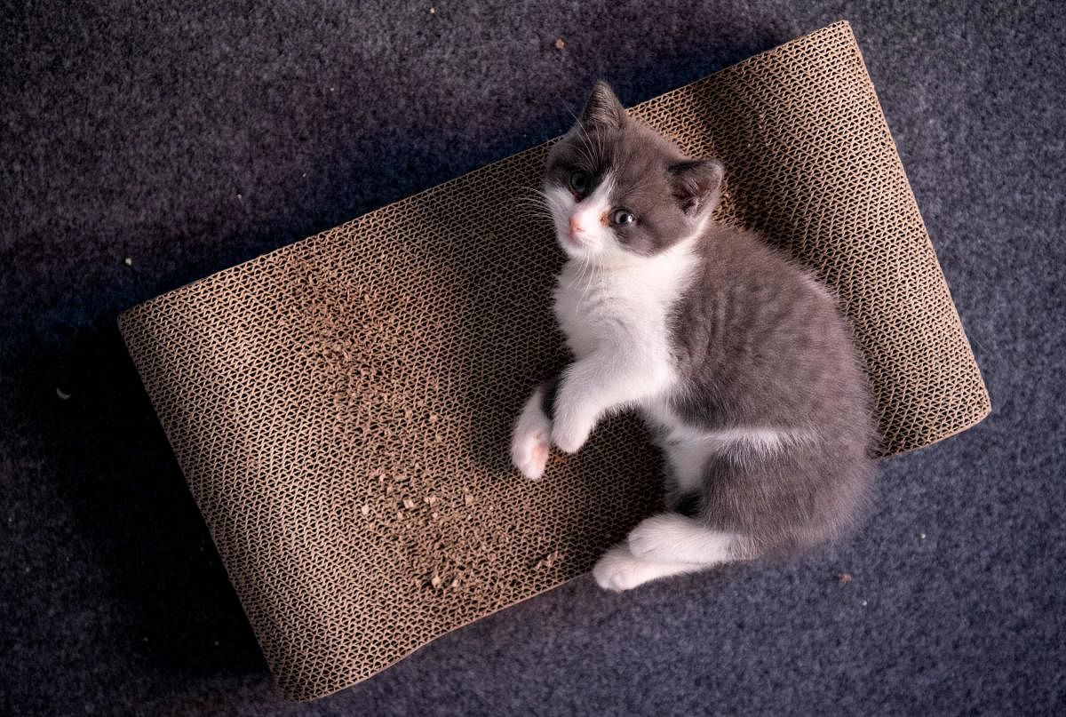 China's first cloned kitten Garlic. (AFP Photo)