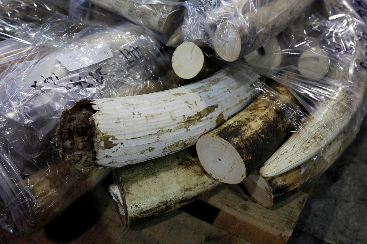 FILE PHOTO: More than 500 pieces of ivory tusks are displayed after being seized by the Customs and Excise Department in Hong Kong, November 16, 2012, from a shipping container that arrived from Tanzania. Reuters