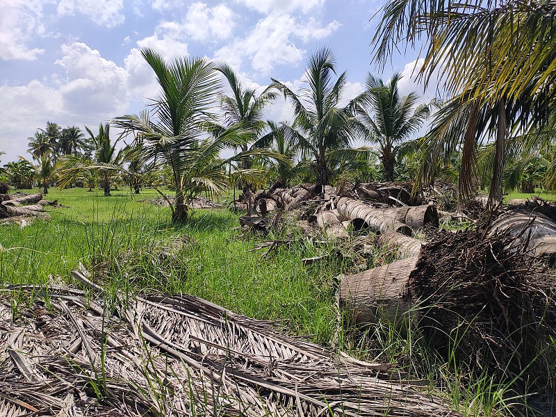 Debris at a coconut farm affected by Cyclone Gaja in Tamil Nadu's Cauvery Delta region. 