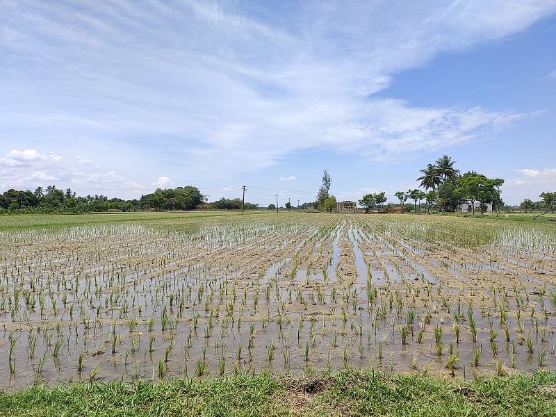 A paddy field that has been cultivated through machine. Farmers say this is the best way since finding labour is quite difficult.