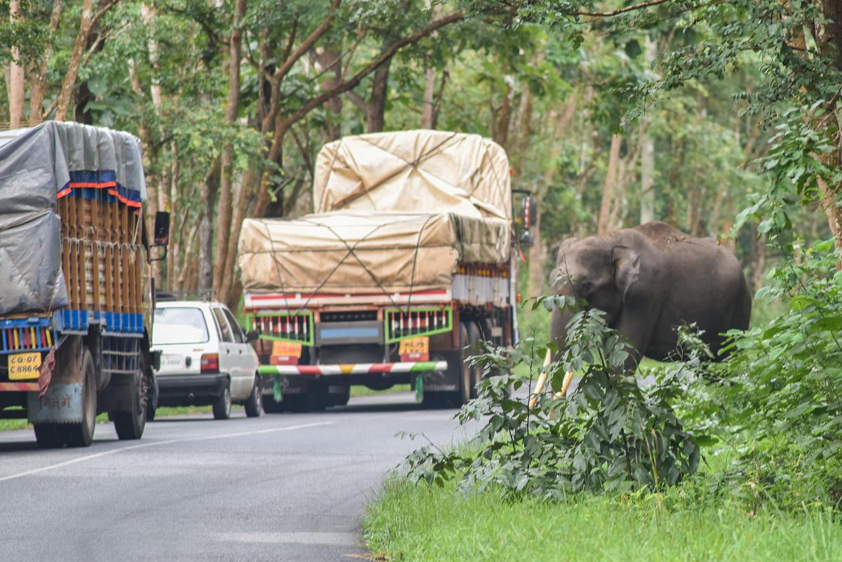 Vehicles move on the high whay through Bandipur even as an elephant attempts to cross the road. hus, As much as 34.60 KM of road passes through the protected area. DH File Photo