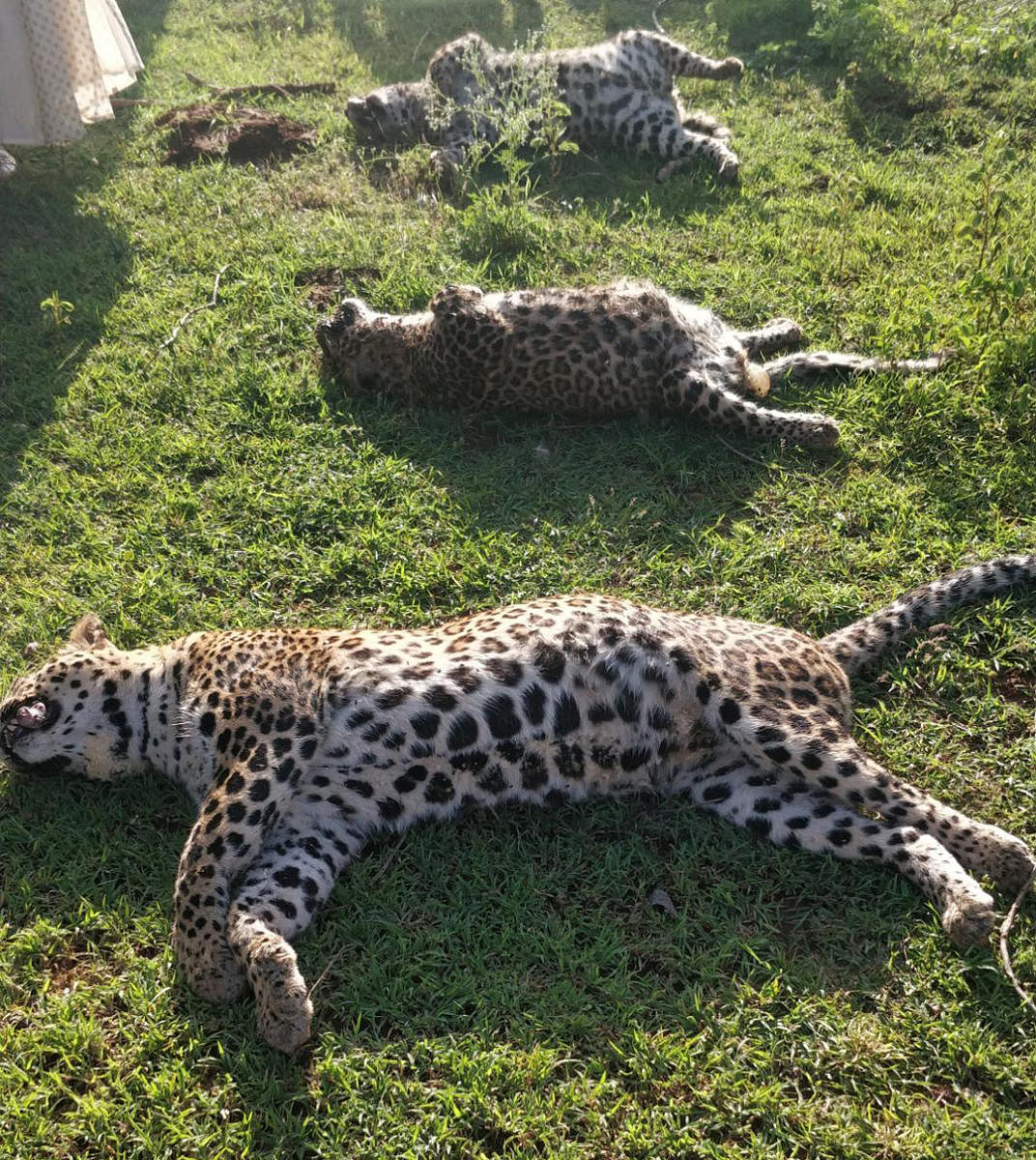 The carcasses of the leopards found at Hallere village, Nanjangud taluk, Mysuru district on Monday.