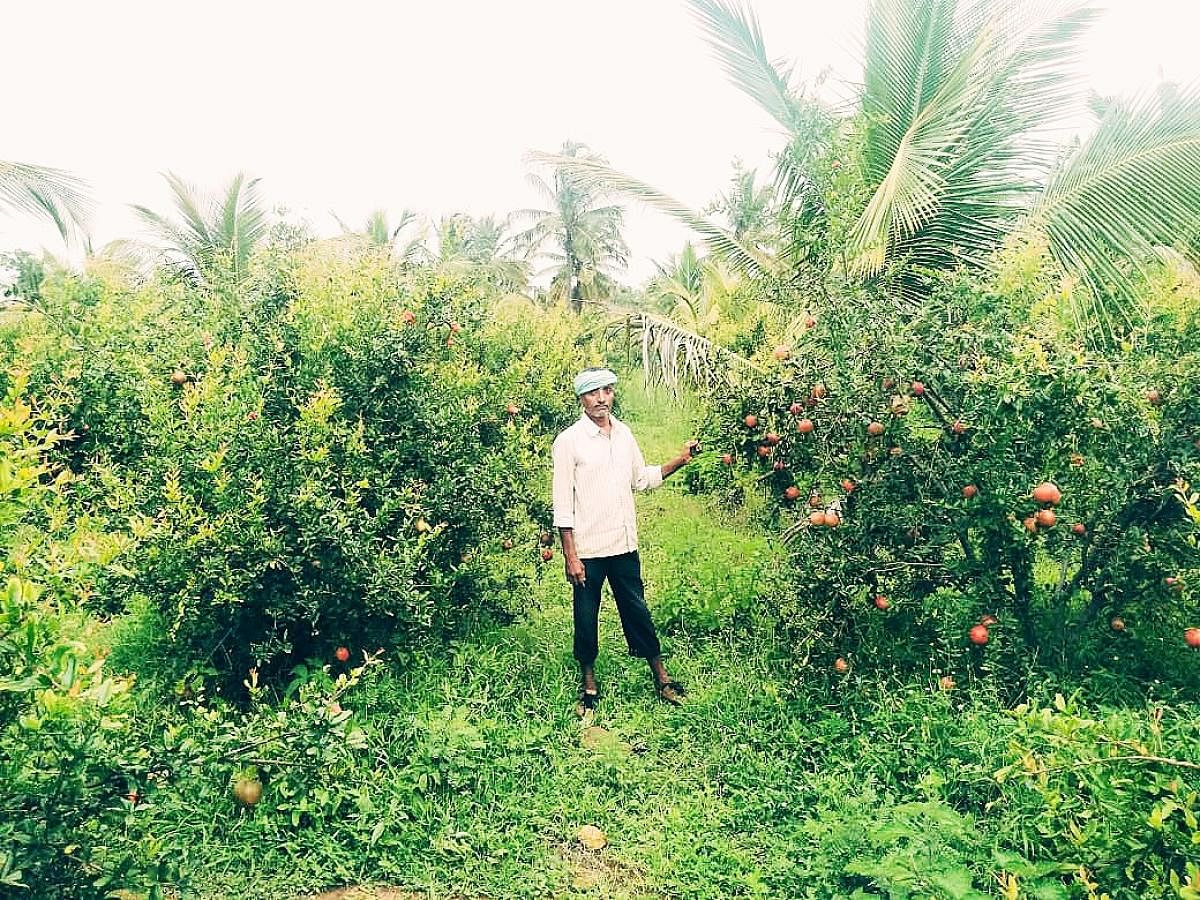 Chandrappa with his pomegranate crops at Soorapura.
