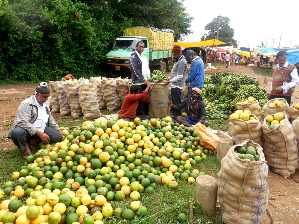 Vendors purchase wild lemons (Daggillikai) in bulk at the weekly shandy in Shanivarasanthe on Tuesday.