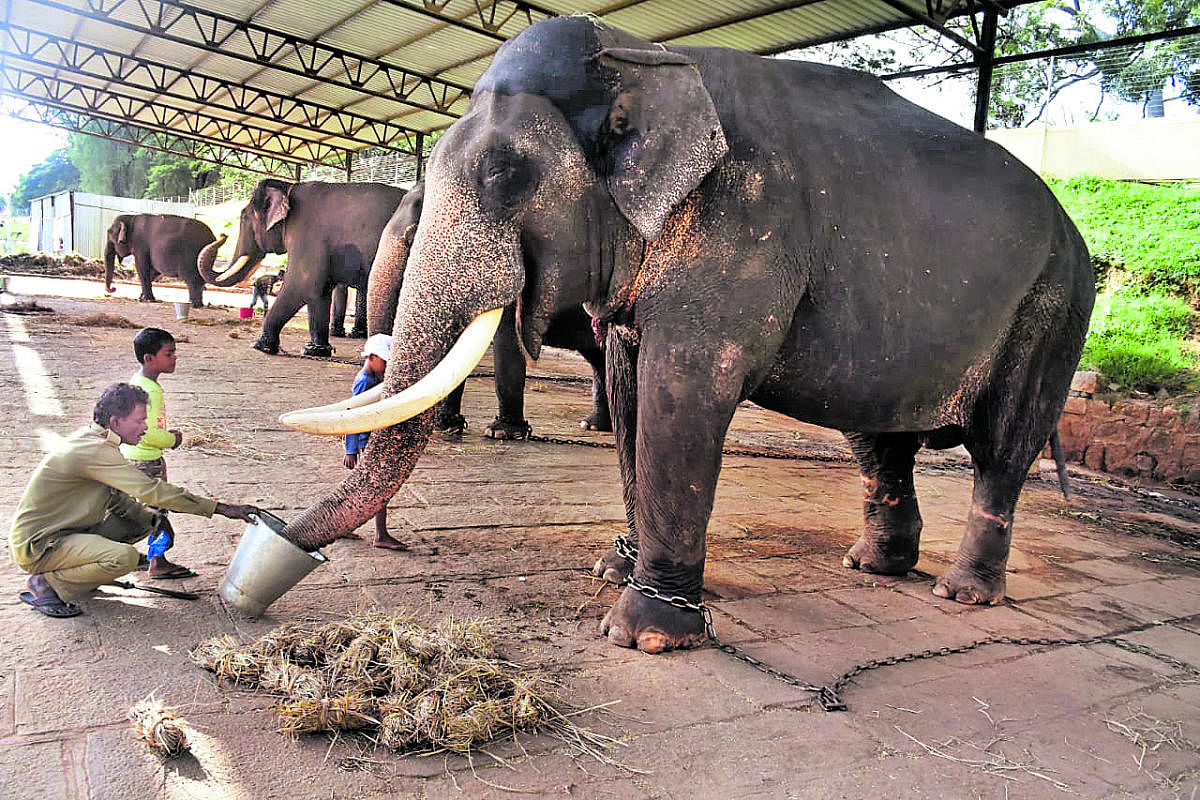 A kaavadi gives special food to a Dasara elephant on the Palace premises in Mysuru.