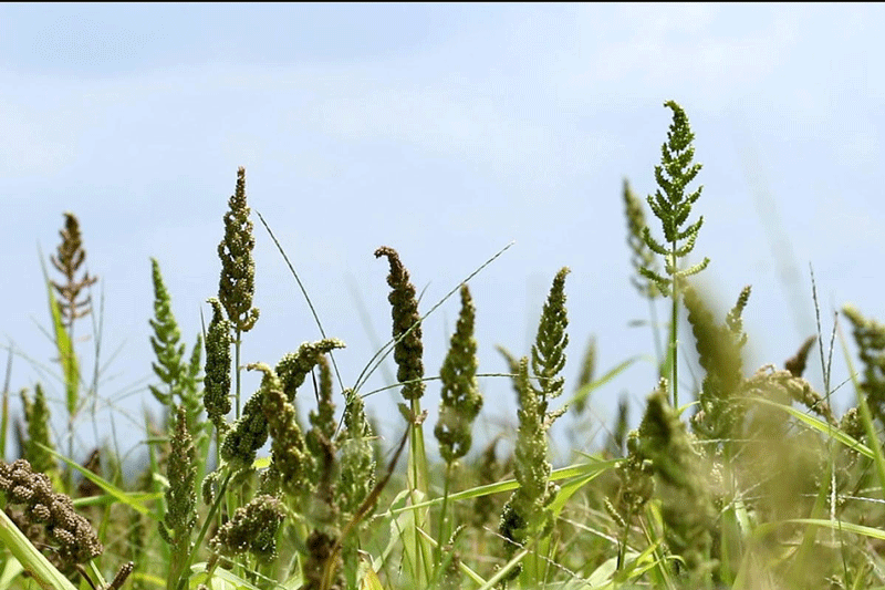 Millets, being dry land crops, have far richer bran layers when compared to paddy. (DH File Photo)