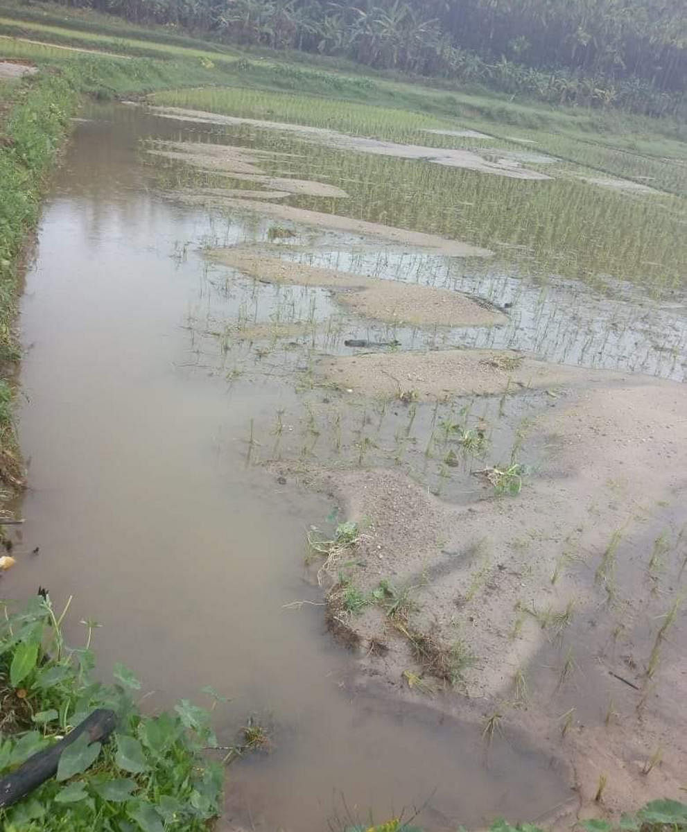 Paddy fields at Kalige village in Sringeri have been damaged.