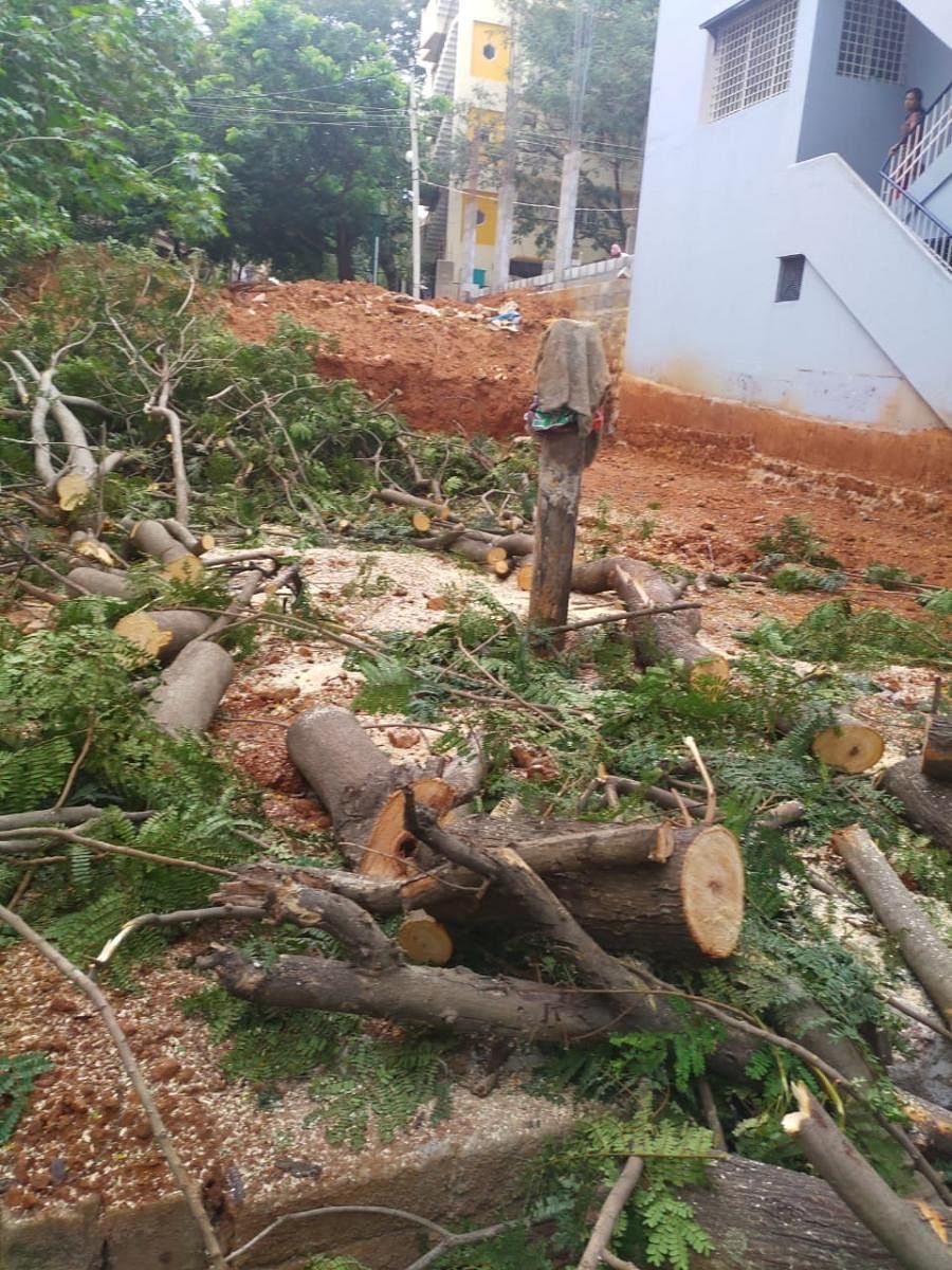 The 35 feet tall tree that was cut down in Rajarajeshwari Nagar on Wednesday.