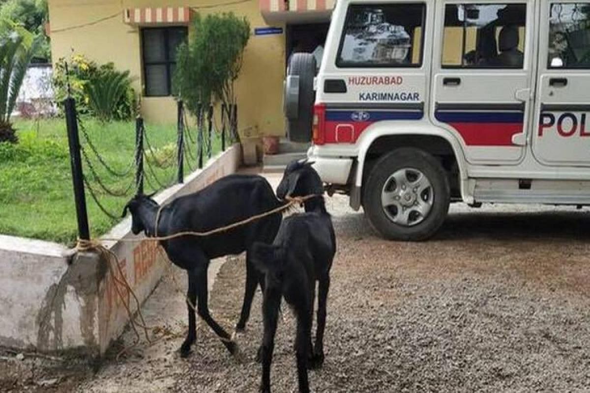 Photo of the two goats detained by Huzurabad police