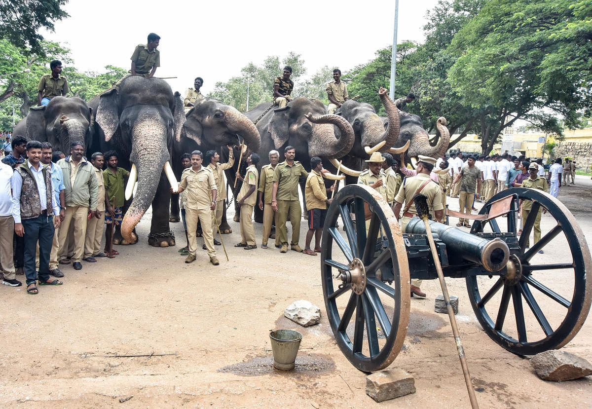 Dasara elephants during the cannon gun firing rehearsal, outside Mysuru Palace in Mysuru on Friday.