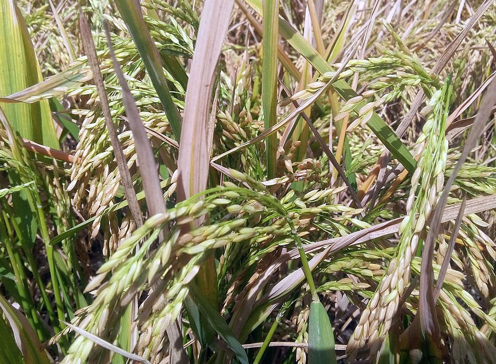 As a consequence, the yield per every rice plant would increase, providing the country with yet another option to augment rice productivity.