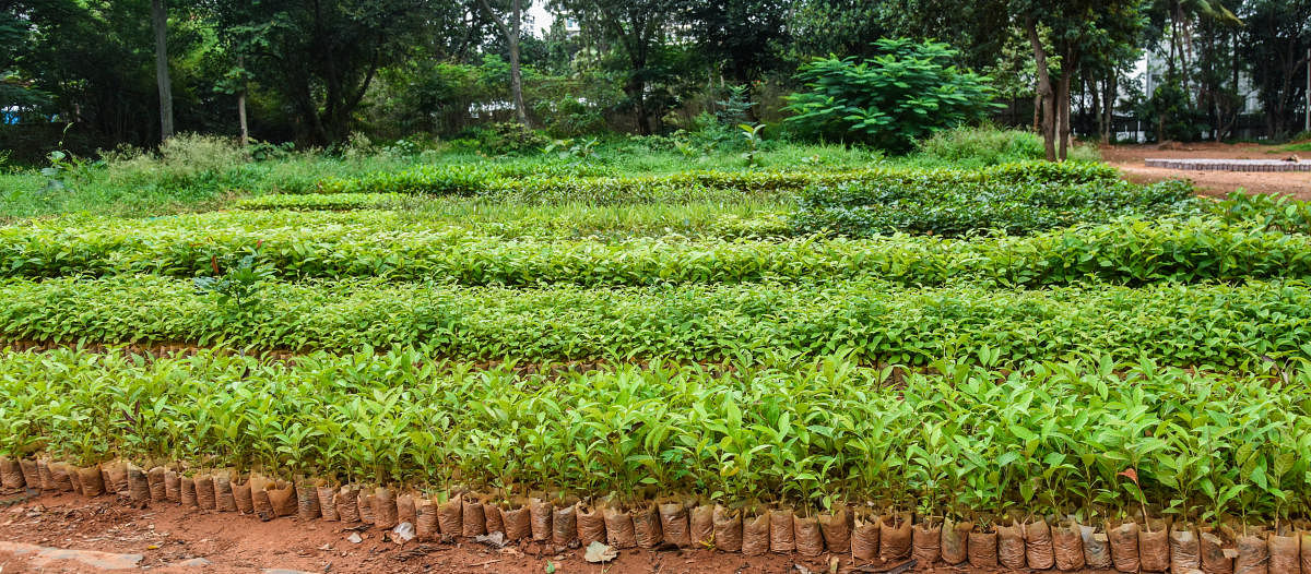 You can find 30-35 varieties of plants in the Kadugodi nursery.