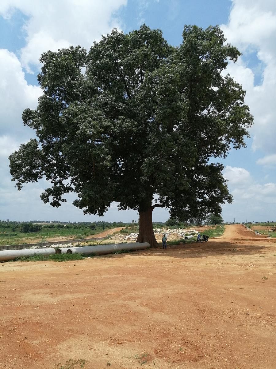 The Kaadu Boorga tree, which now lies in the buffer zone of a stormwater drain in KG Layout of Block 1.DH PHOTOS/SANDESH MS
