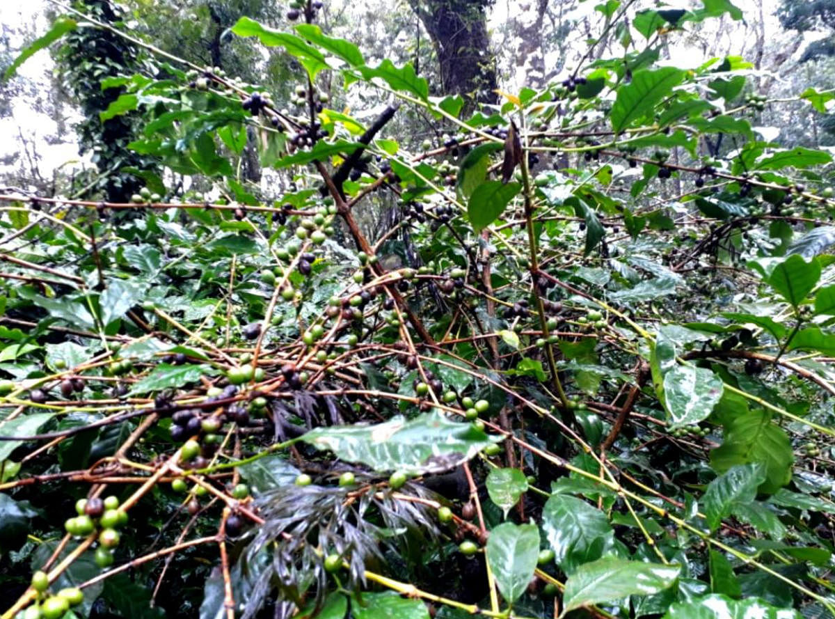 One of the coffee plantations affected by fruit rot disease in Kodagu district.