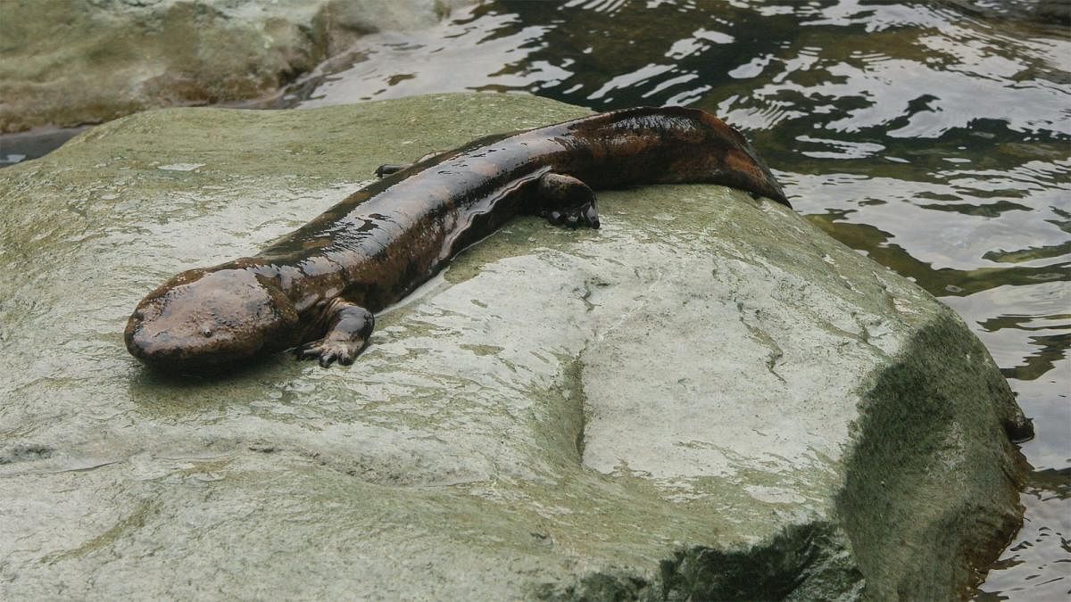 Chinese Giant Salamander. (File Photo)