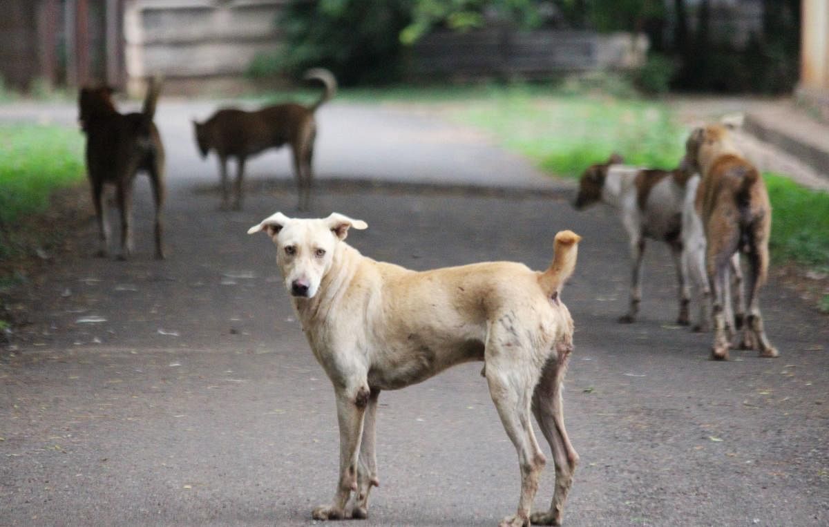 Health and Family Welfare has asked individual hospitals to produce anti-rabies vaccine on their own.