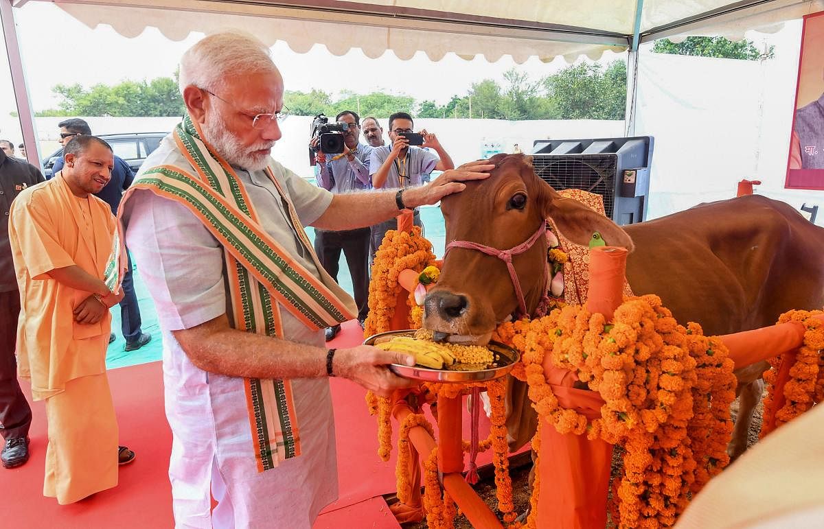 Prime Minister Narendra Modi feeds a cow during his visit to 'Pashu Vigyan Evam Arogya Mela', in Mathura, on September 11, 2019. PIB/PTI