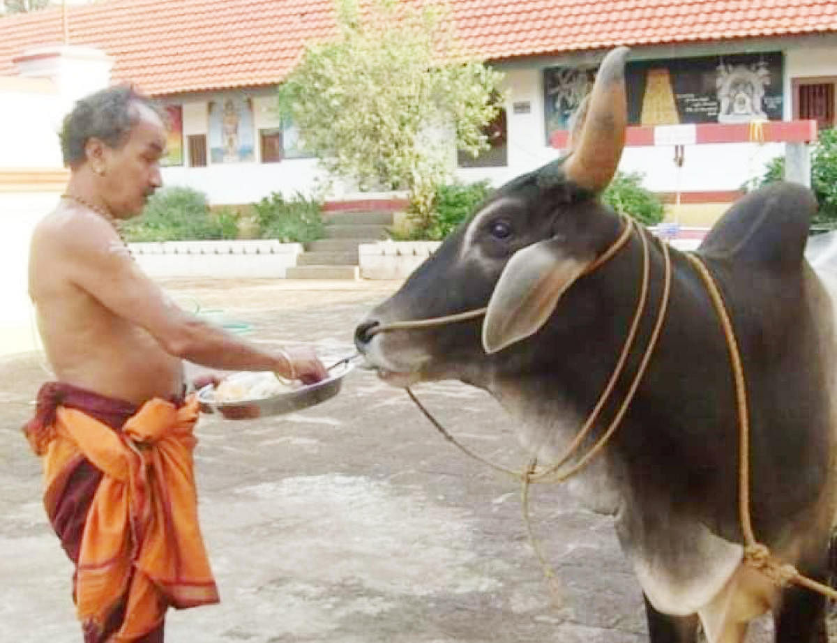 A file photo of B G Narayana Bhat, chief priest of Omkareshwara Temple in Madikeri, feeding a bull.