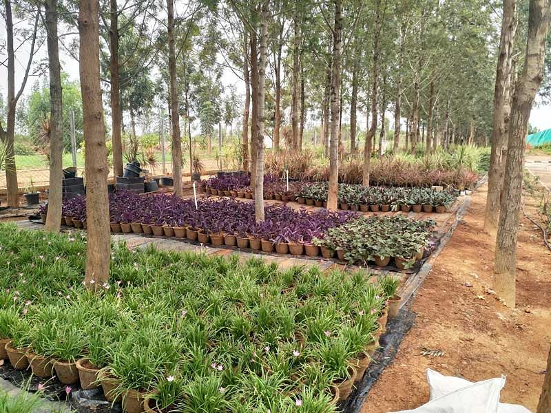 About 10,000 plants will be given away to both passengers and visitors to the airport, one per head. All that they need to do is sign up by registered at (https://bengaluruairport.co/Adopt-A-Plant) or refer to the airport's social media platforms @BLRAirport.