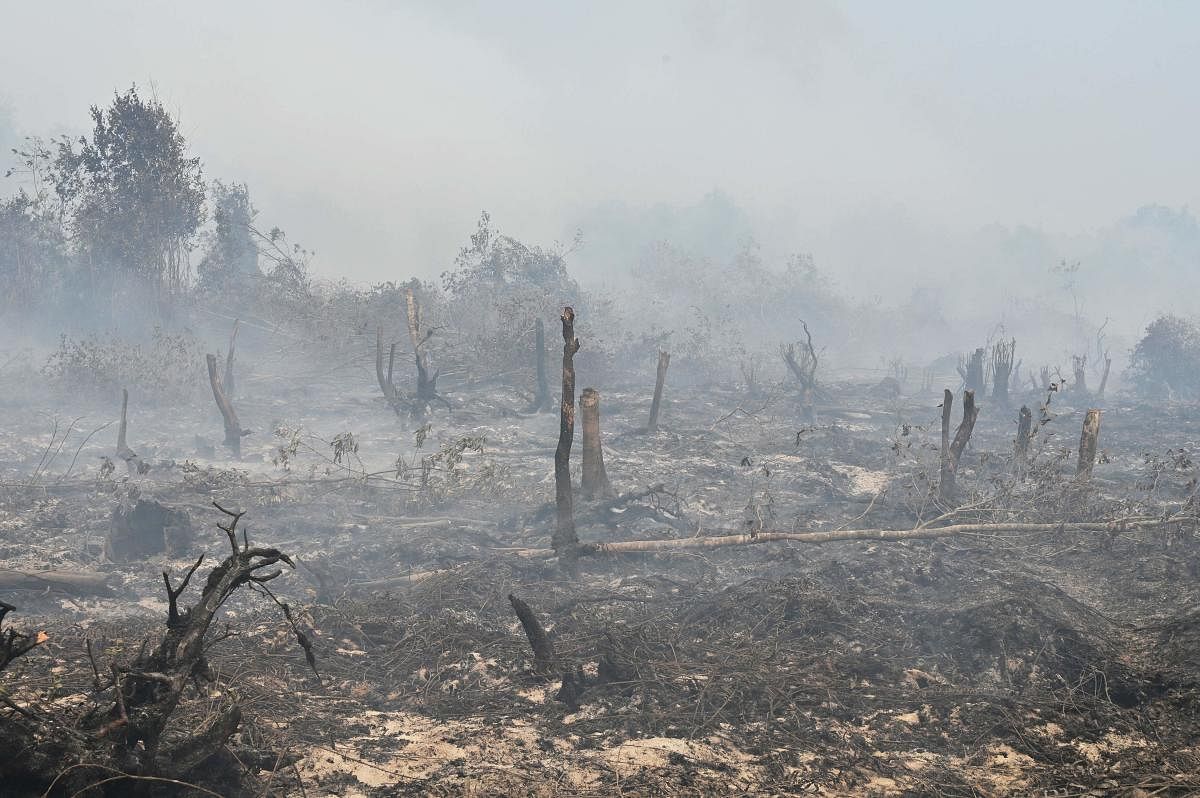 Smouldering peatland is pictured in Kampar, Riau province (AFP Photo)