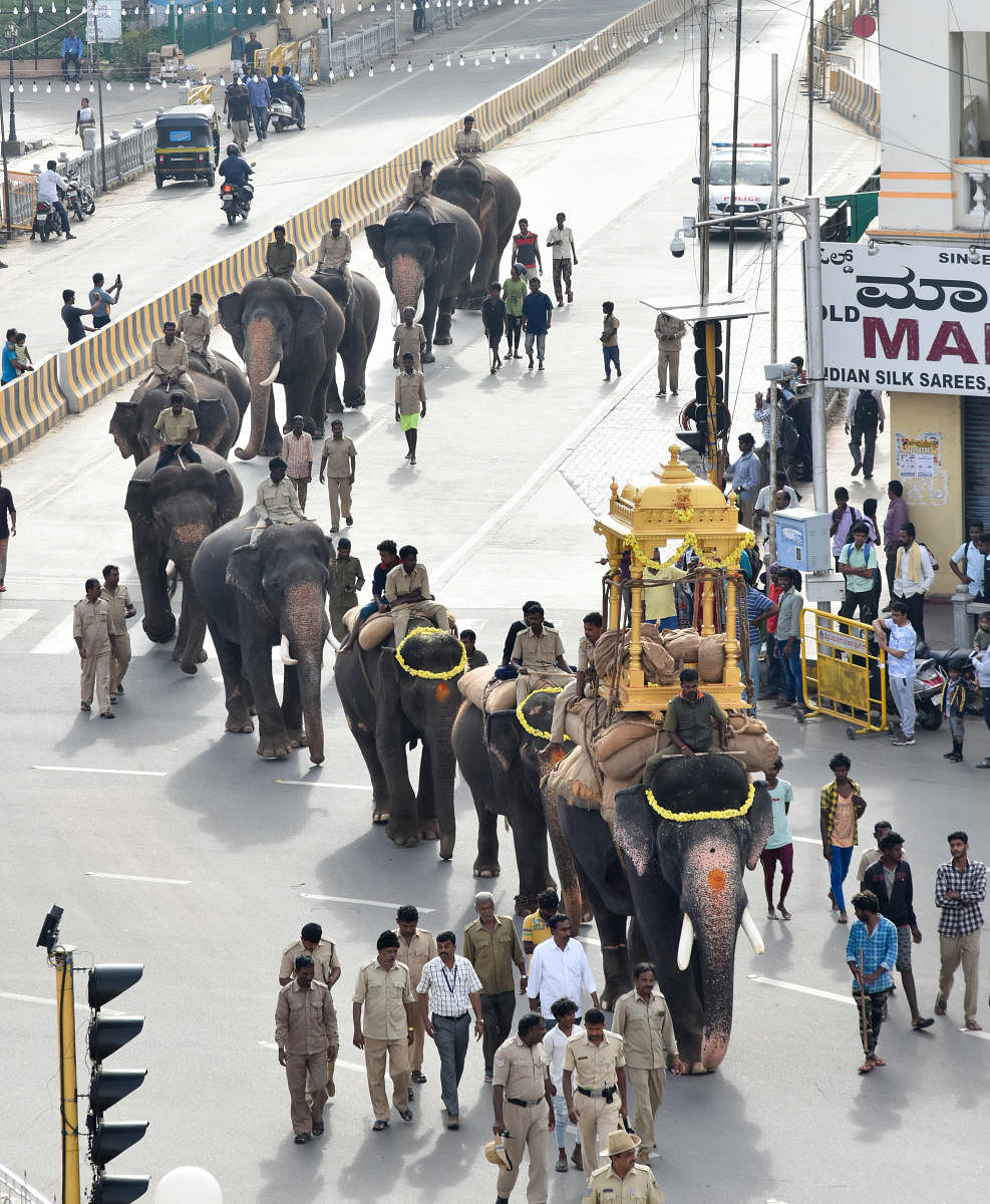 Dasara elephant Arjuna carries the wooden howdah as part of Jumboo Savari rehearsal in Mysuru on Thursday.