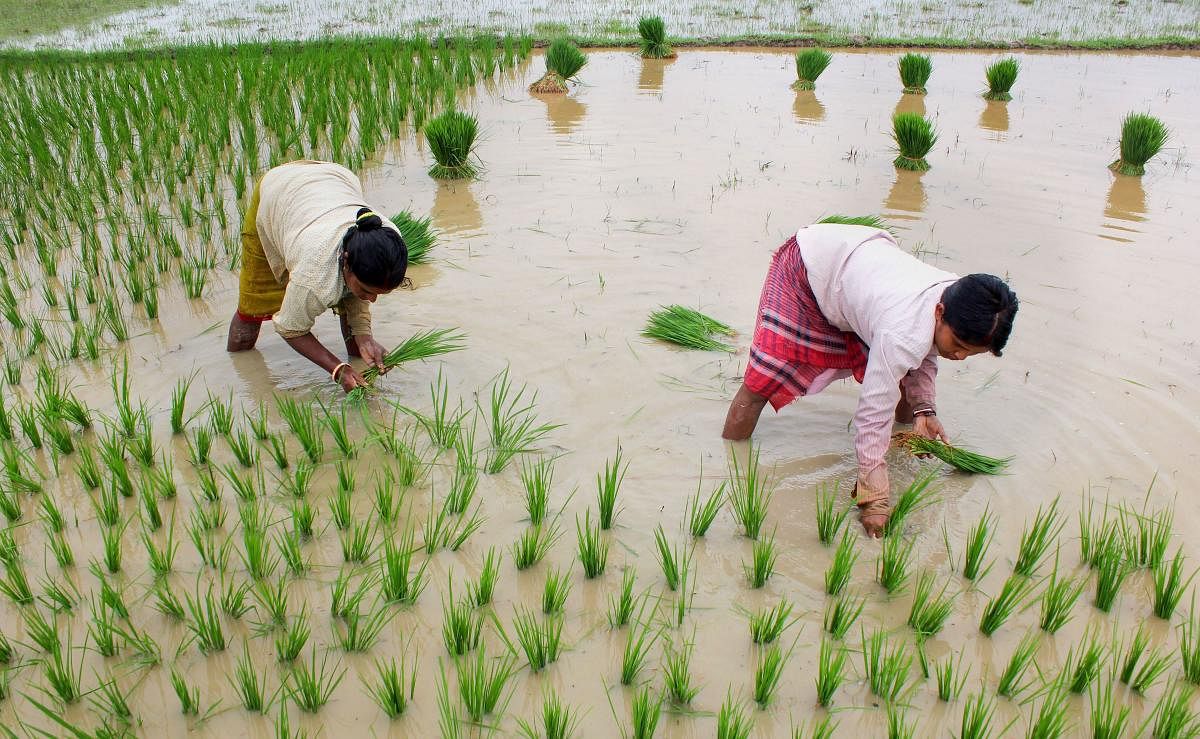 Area sown to rice was down by 5.25 lakh hectare to 378.62 lakh hectare so far this season. PTI File Photo