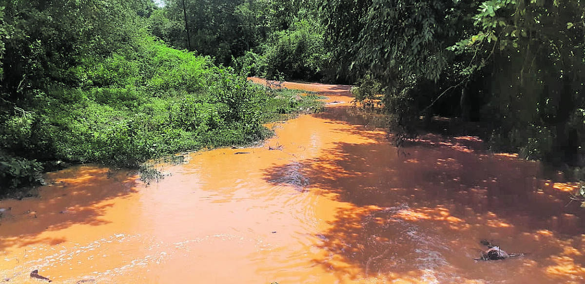 Yellow-coloured water in River Vrushabhavathi near Kumbalagod in Ramangara district on Monday. DH Photo