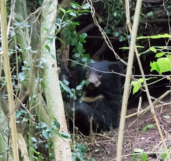 The sloth bear. DH Photo